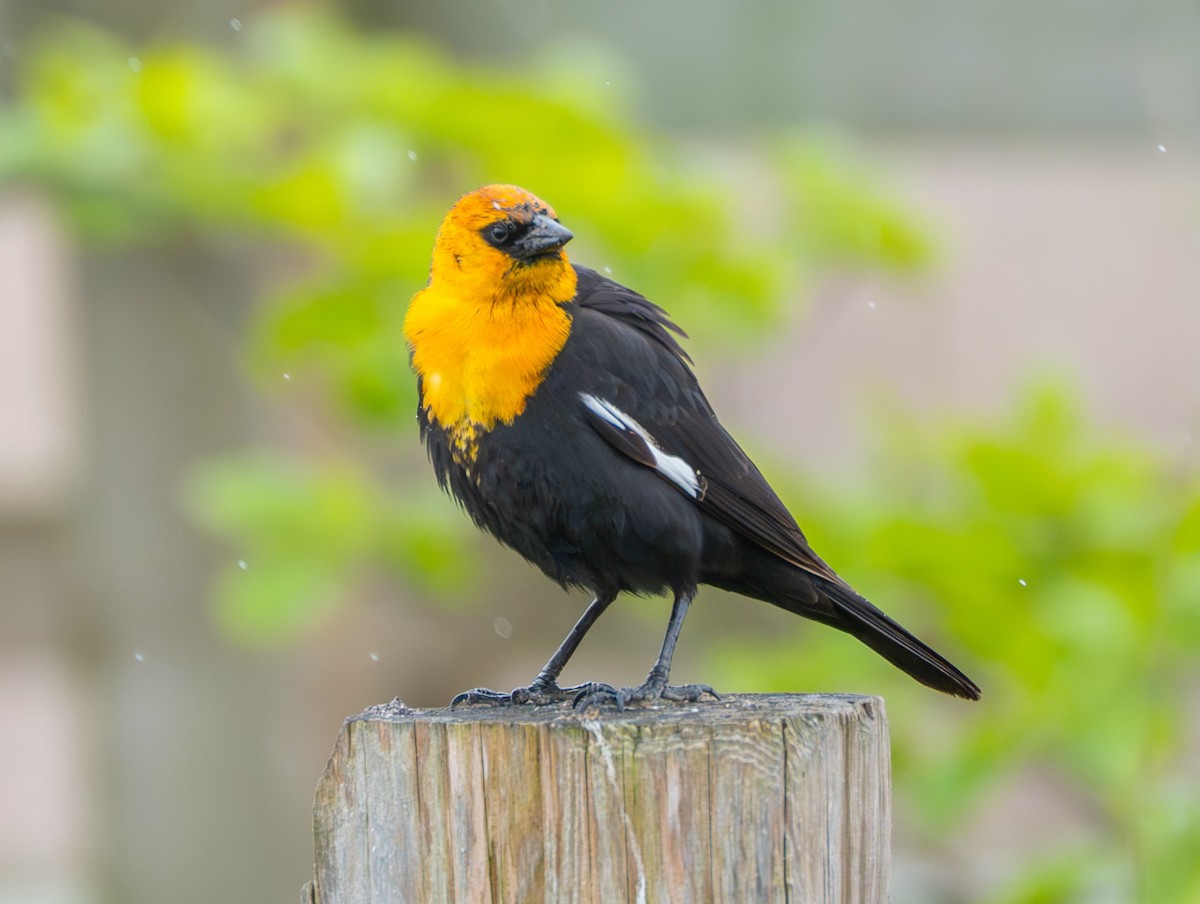 Yellow-headed Blackbird - Ben Lambert