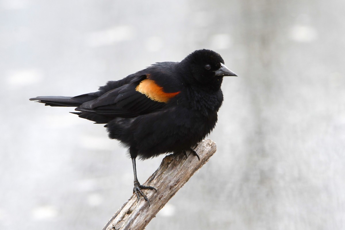 Red-winged Blackbird - Maha Katnani