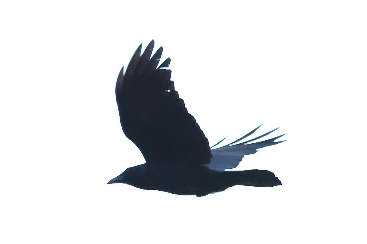 Fish Crow - David Wilson