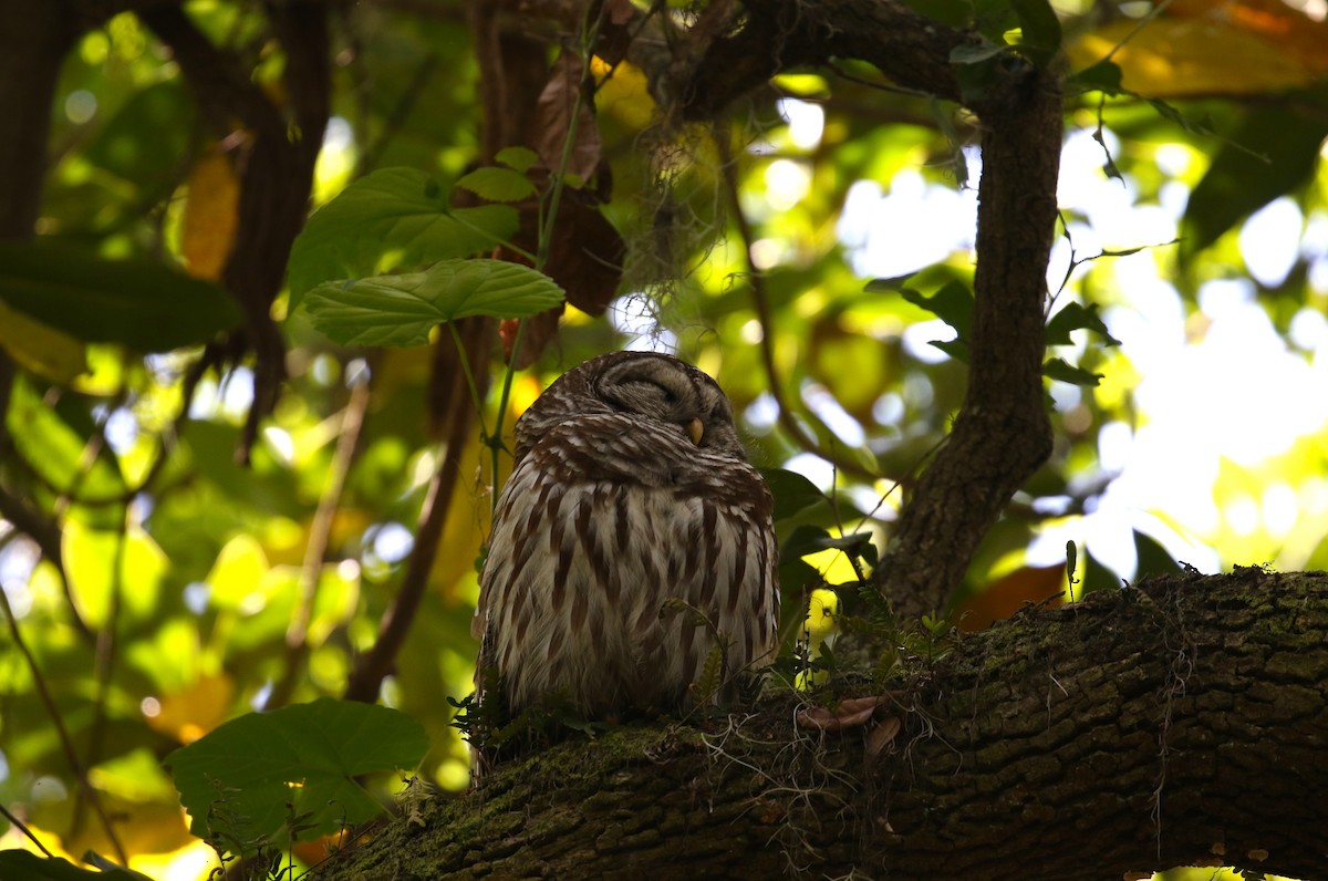 Barred Owl - Ethan Ring