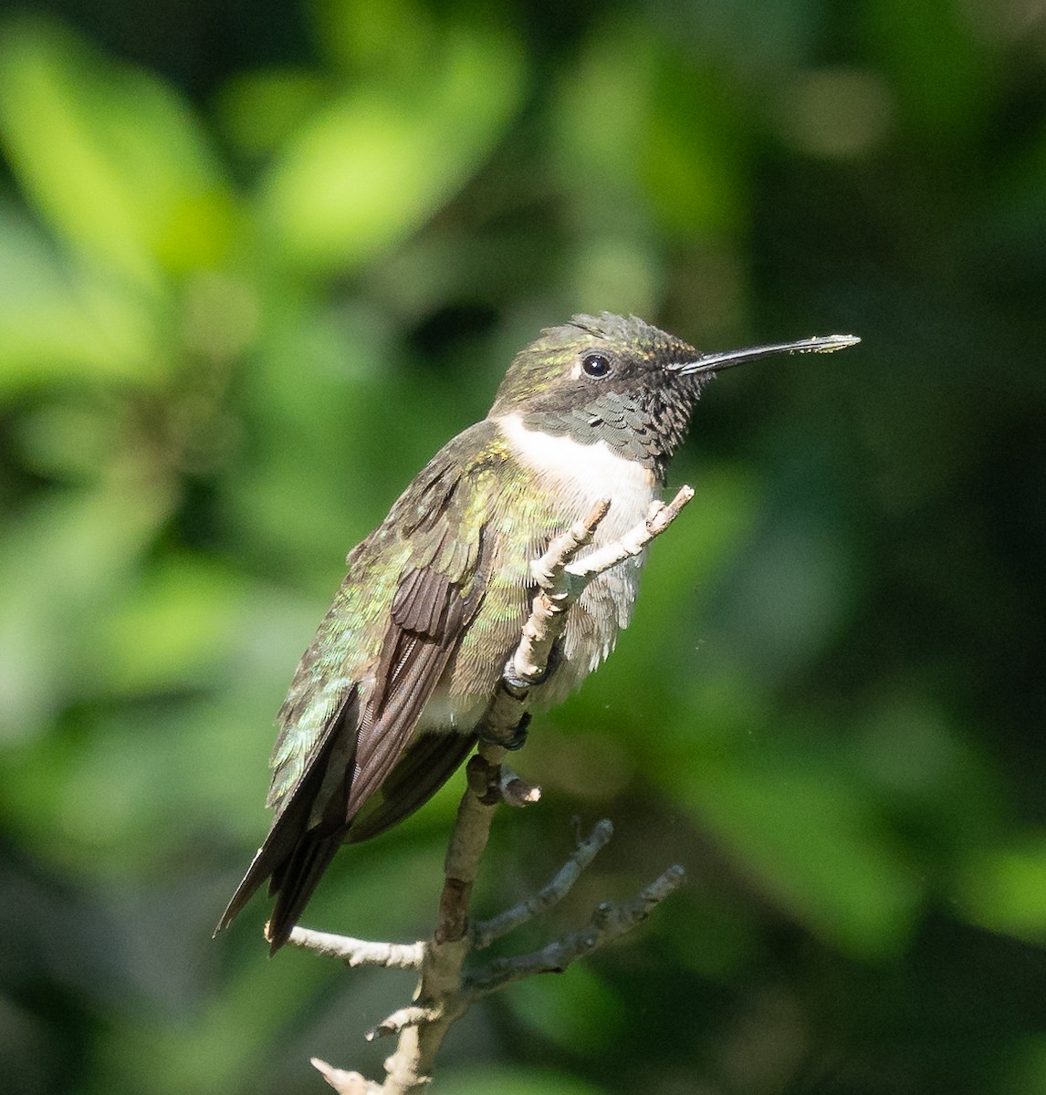 Ebird Checklist Apr Anahuac Nwr Skillern Tract E Bay Utc Species