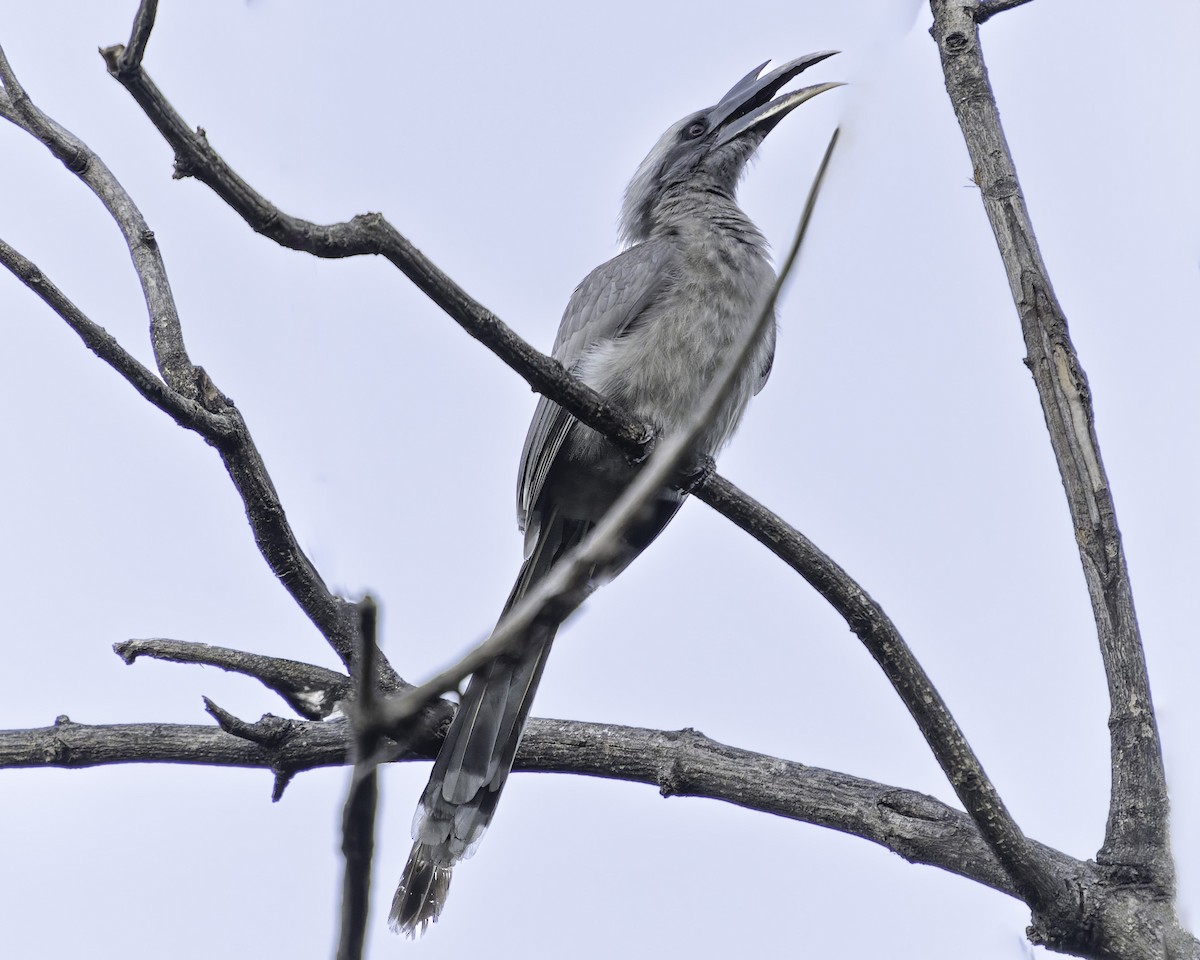 Indian Gray Hornbill - ML618045794