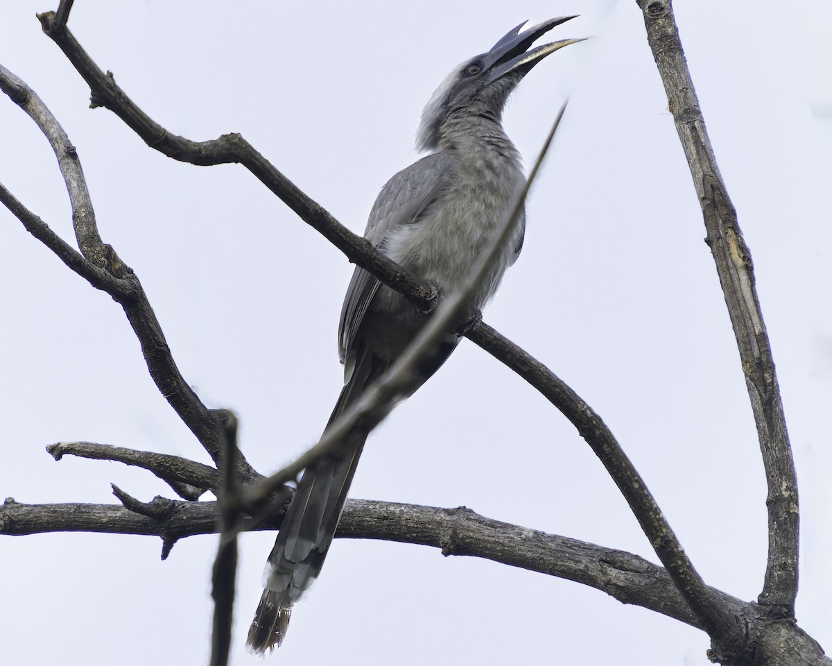 Indian Gray Hornbill - ML618045795