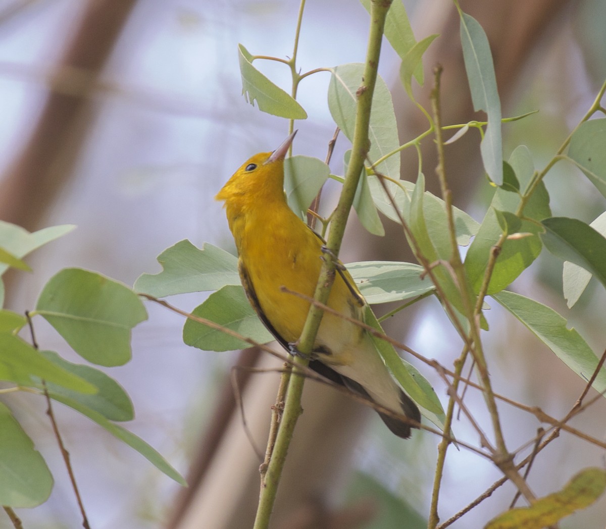 Prothonotary Warbler - ML618045819
