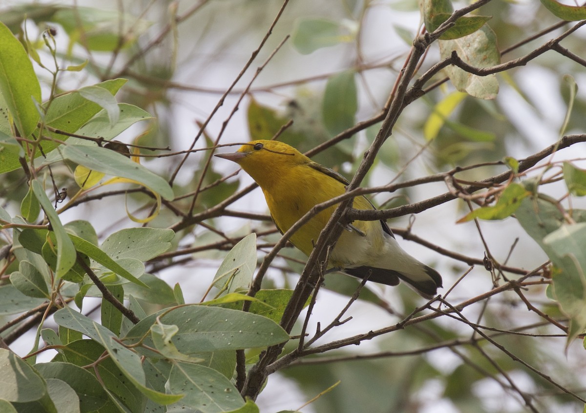Prothonotary Warbler - ML618045826