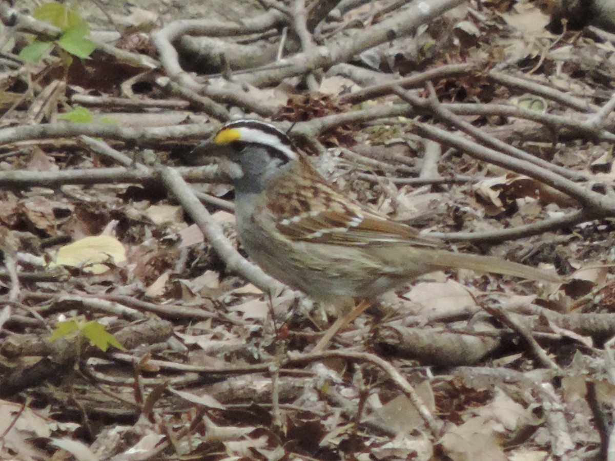 White-throated Sparrow - ML618045895