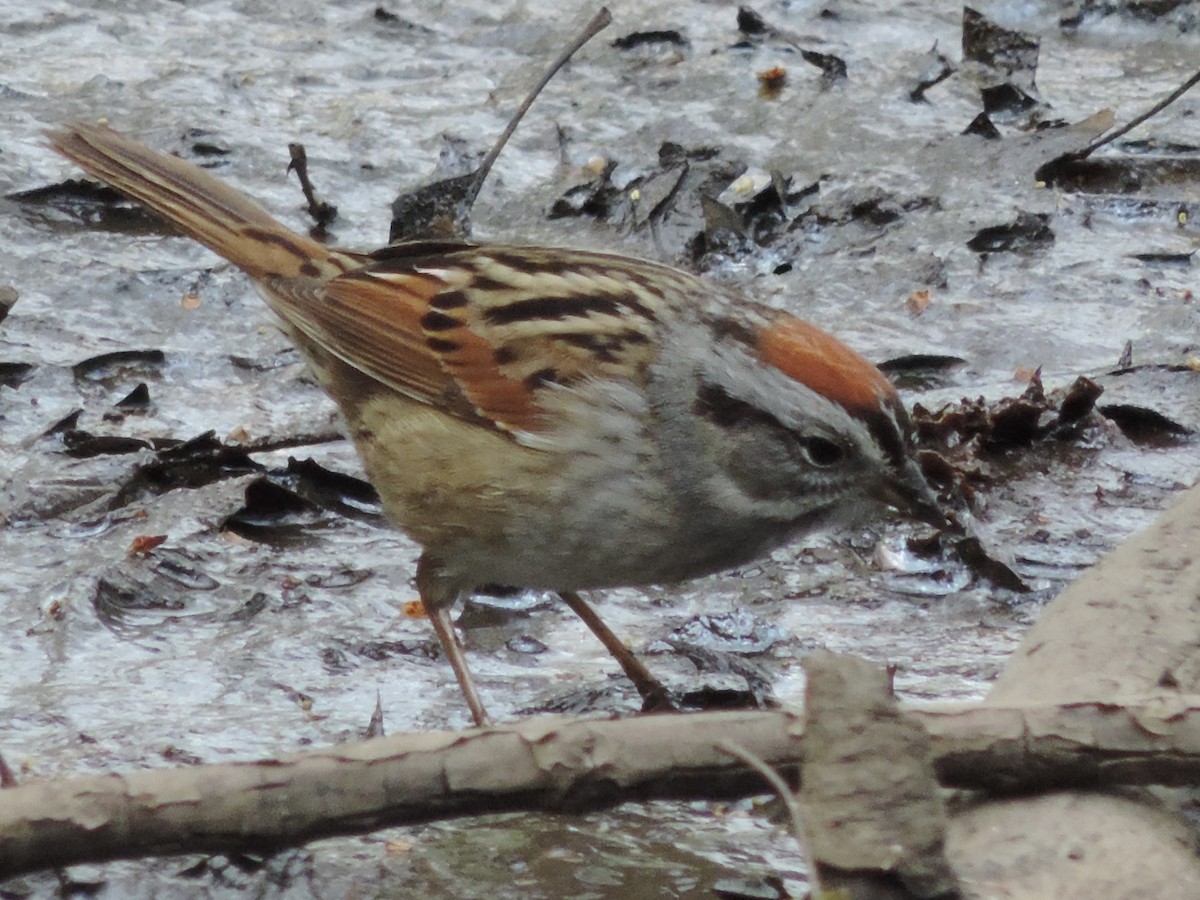 Swamp Sparrow - ML618045899