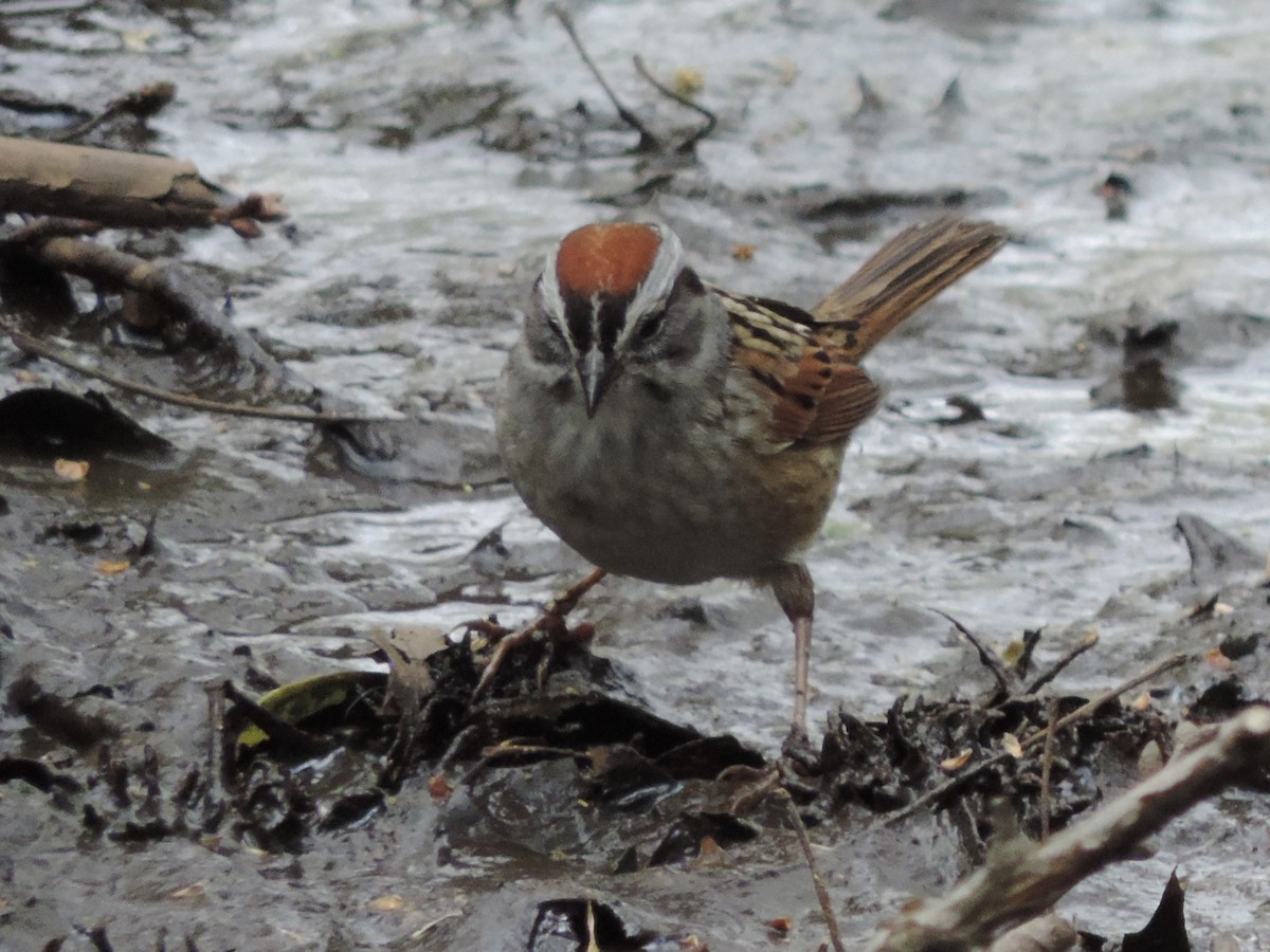 Swamp Sparrow - ML618045904