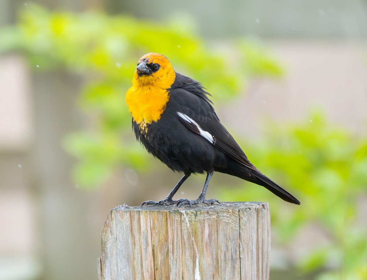 Yellow-headed Blackbird - ML618045906