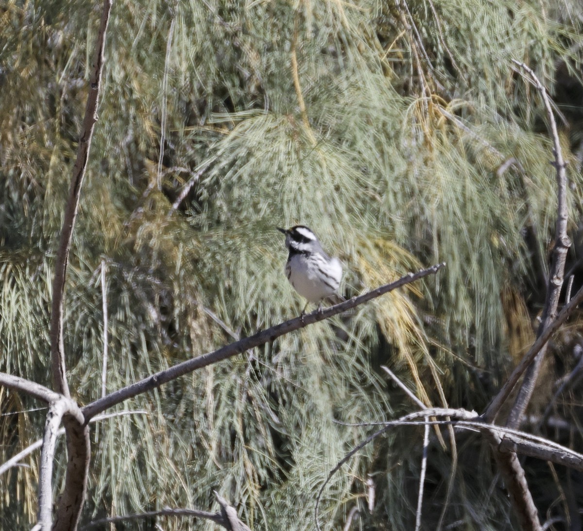 Black-throated Gray Warbler - ML618045913