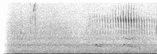 Колібрі-плямохвіст синьогорлий - ML618045916