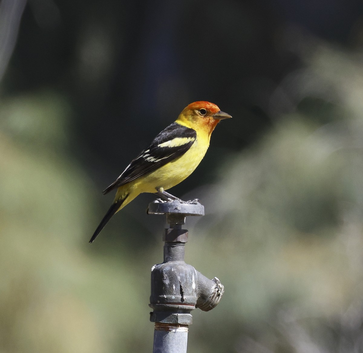 Western Tanager - ML618045921