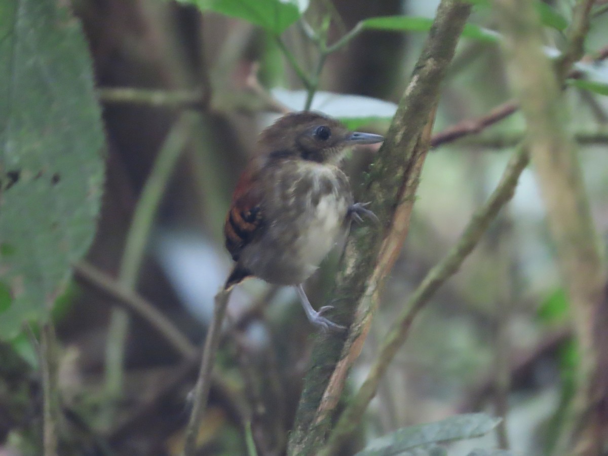 Spotted Antbird - ML618045925