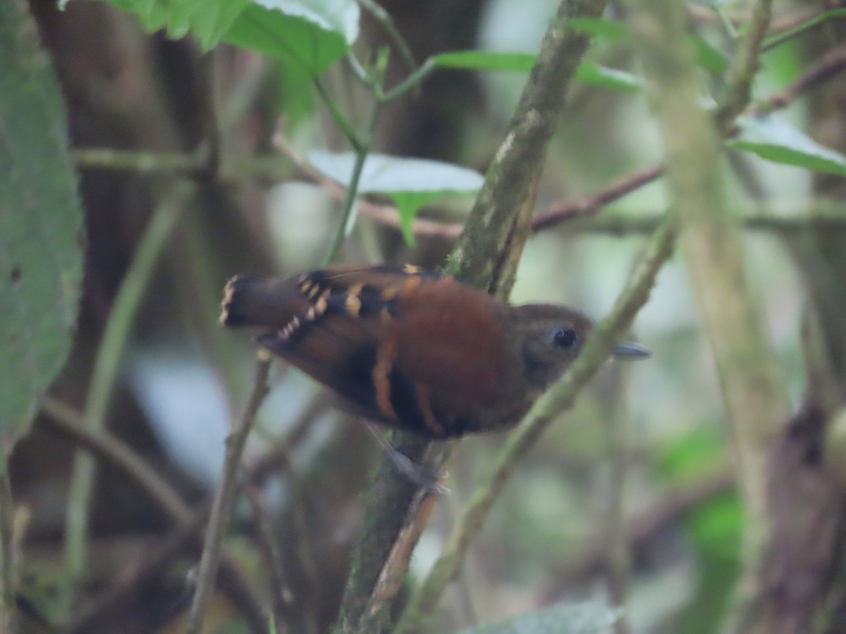 Spotted Antbird - ML618045933