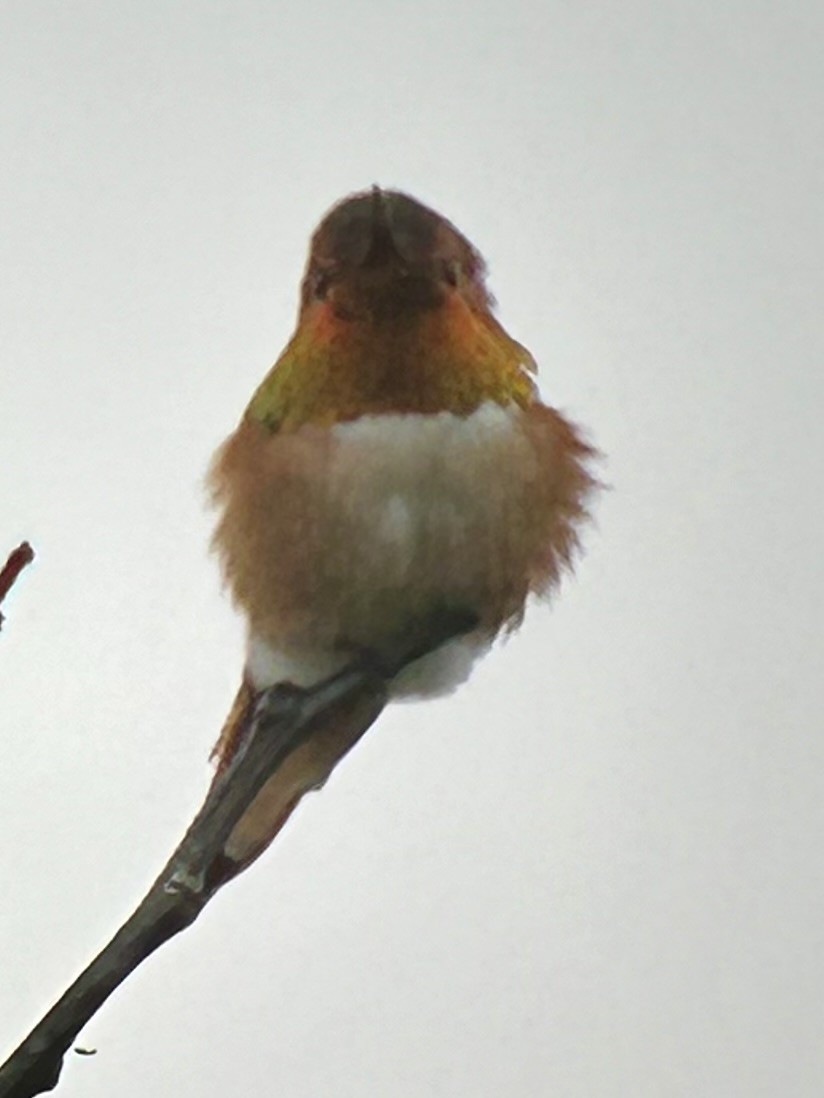 Rufous Hummingbird - ML618045938