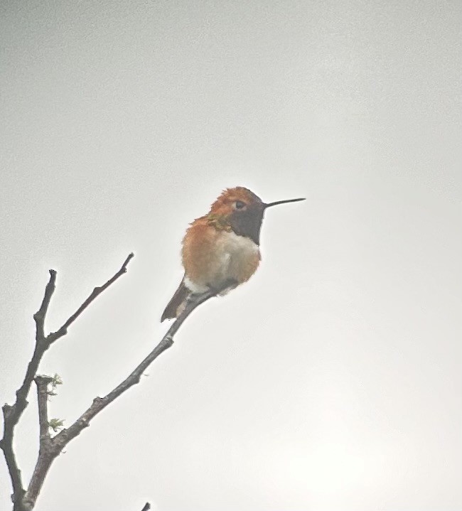Rufous Hummingbird - Bruce LaBar