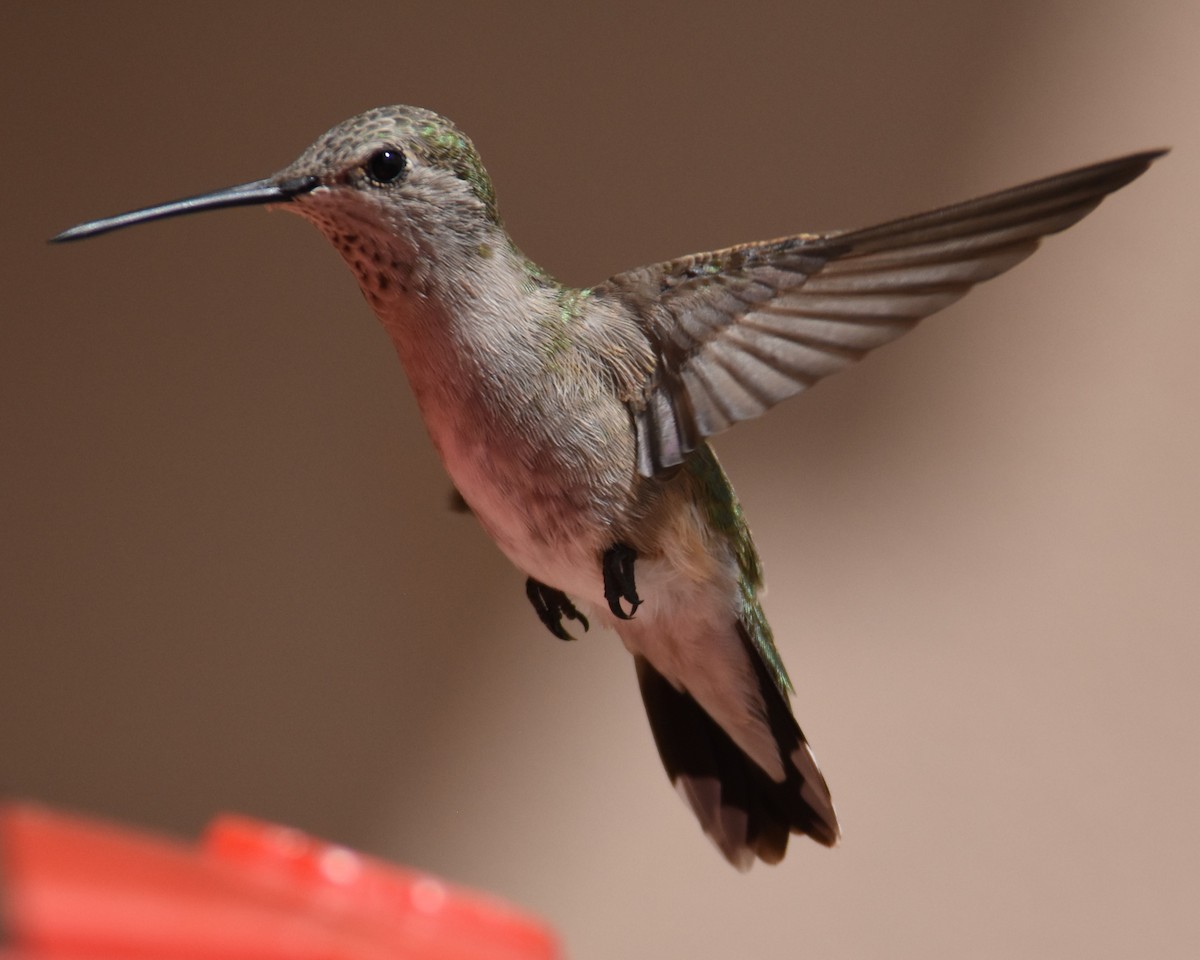 Black-chinned Hummingbird - ML618045947