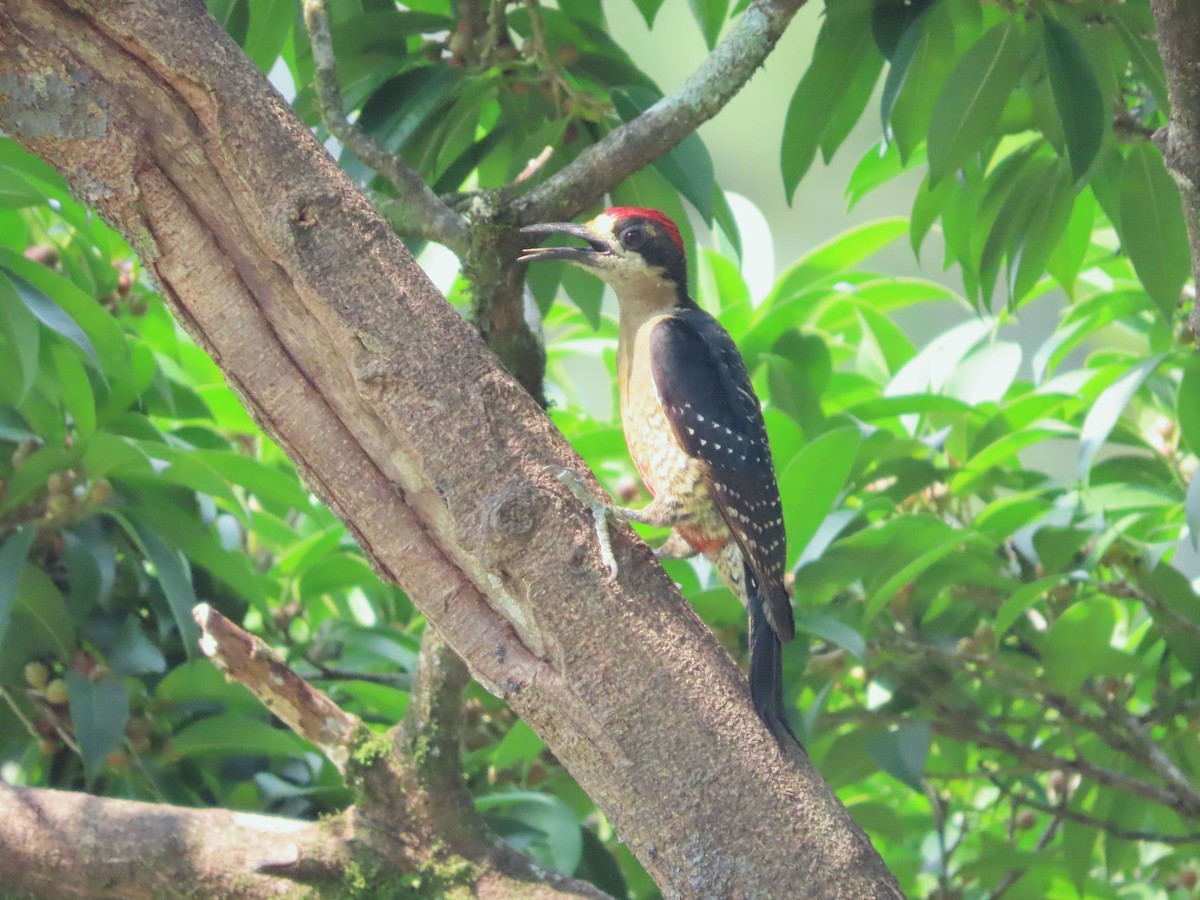 Black-cheeked Woodpecker - Michelle Browning