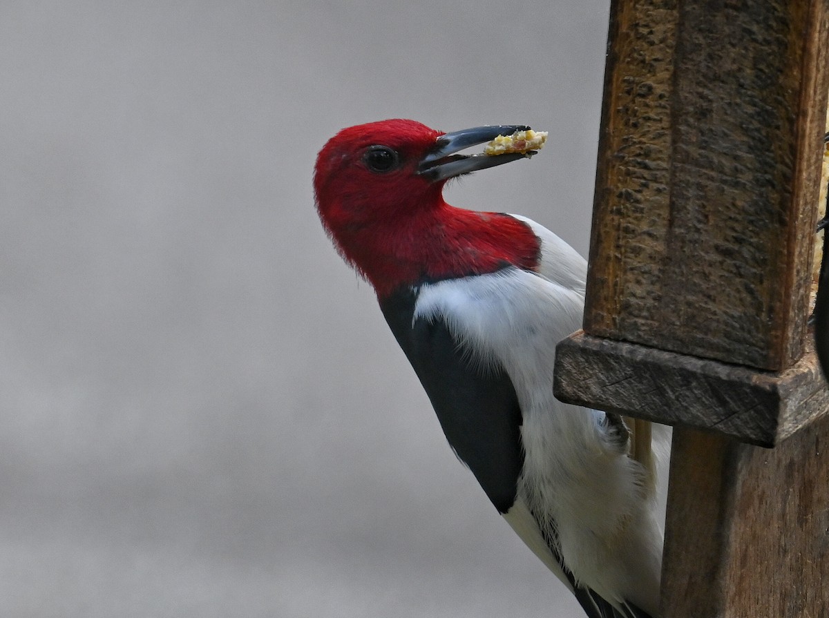 Red-headed Woodpecker - ML618045998