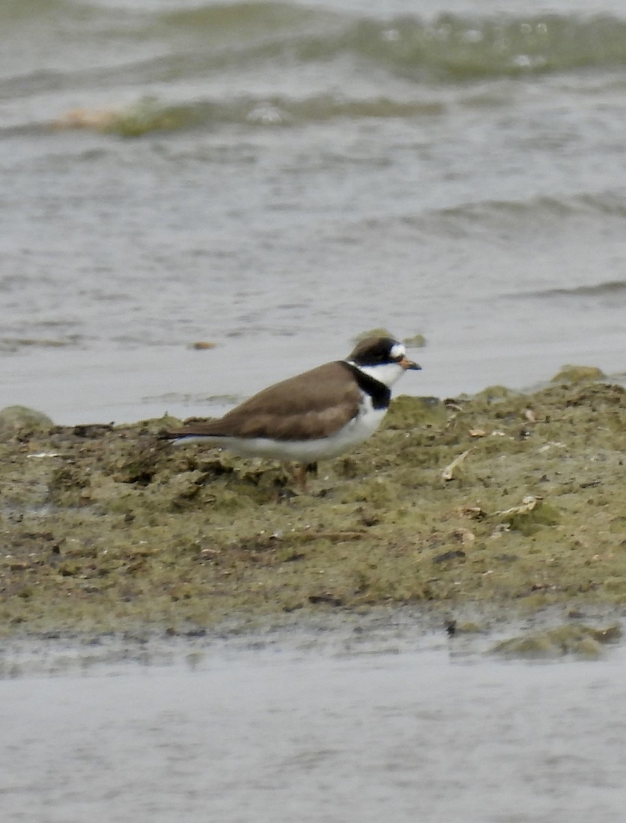 Semipalmated Plover - ML618046007