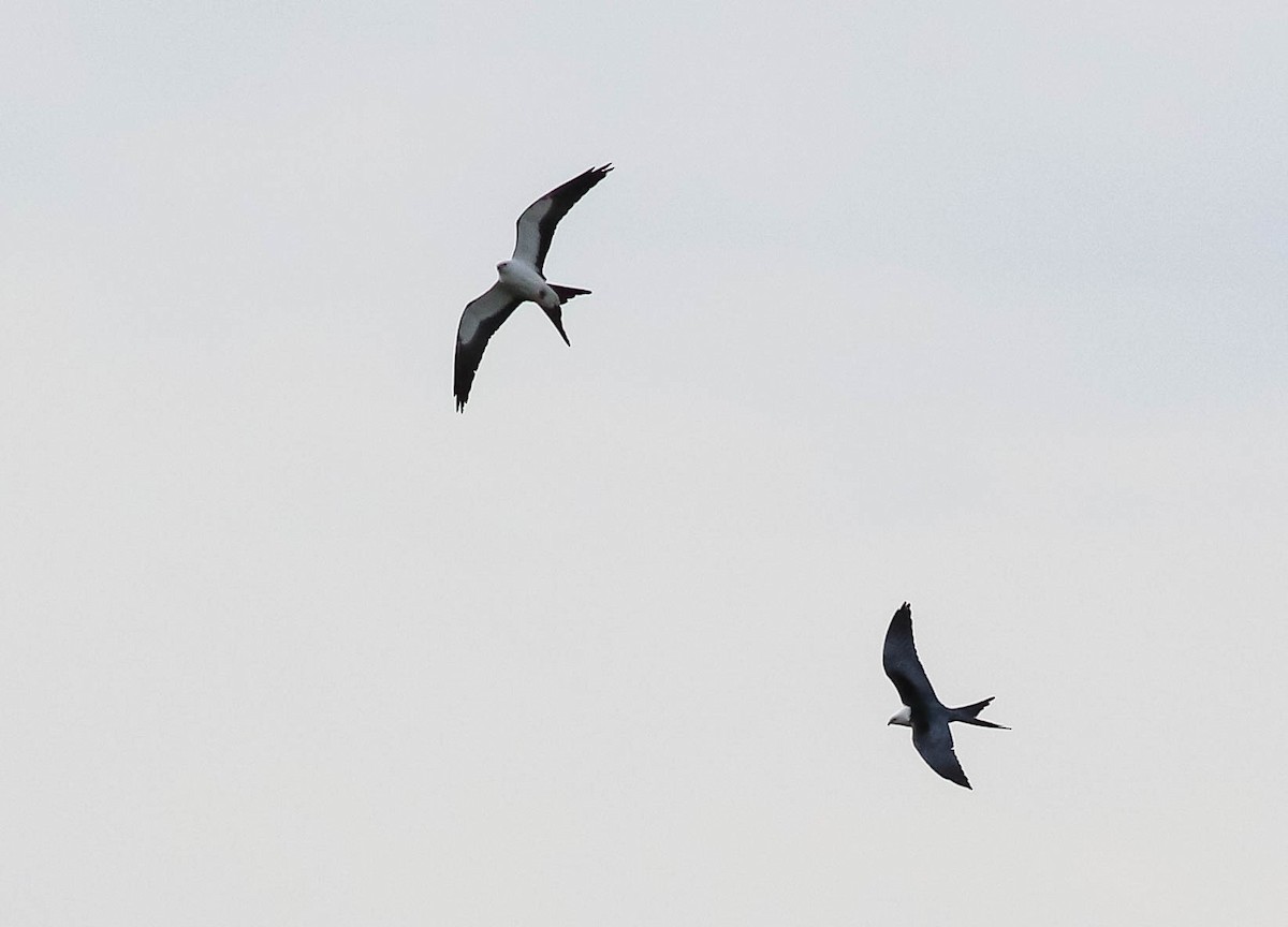 Swallow-tailed Kite - ML618046010