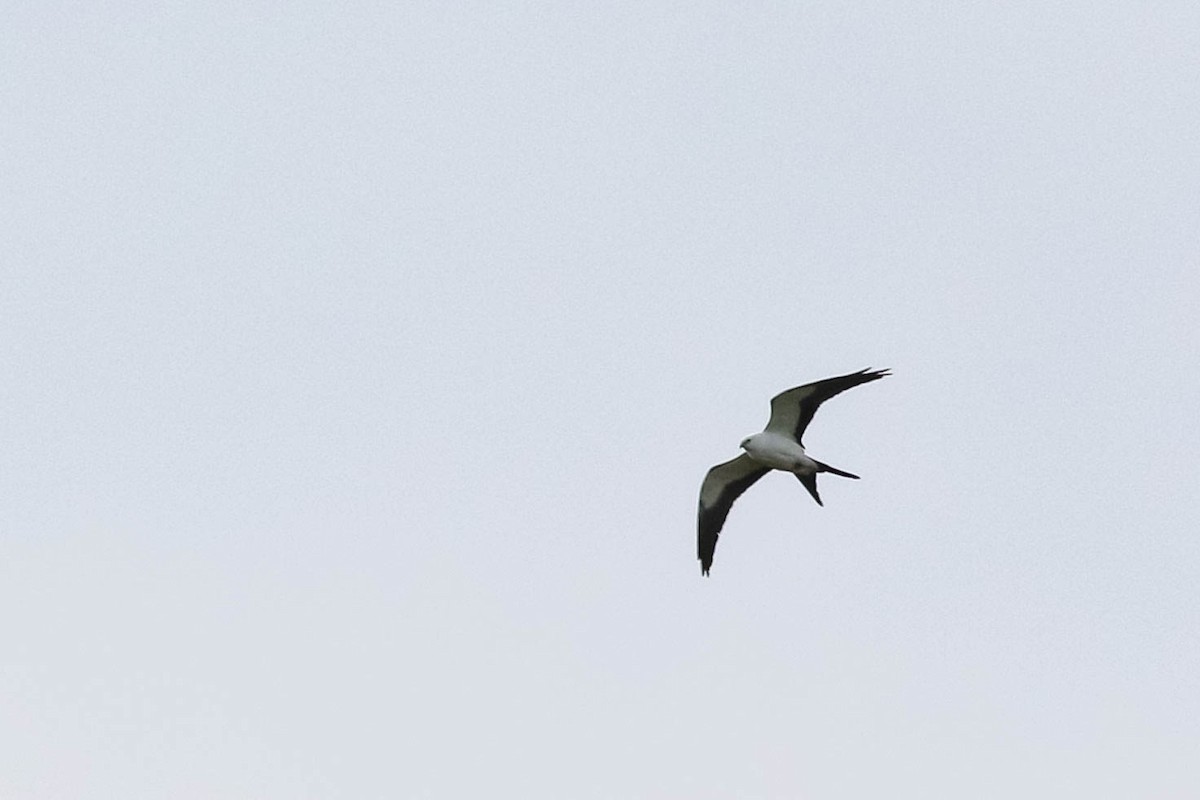 Swallow-tailed Kite - ML618046013