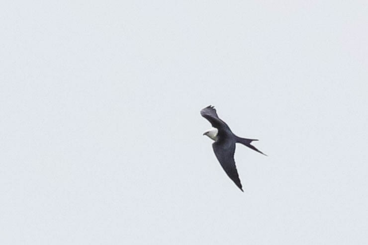 Swallow-tailed Kite - ML618046014