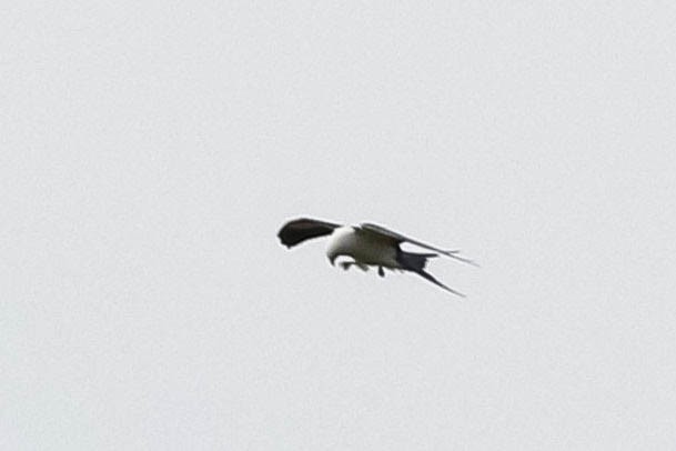 Swallow-tailed Kite - Lily Morello