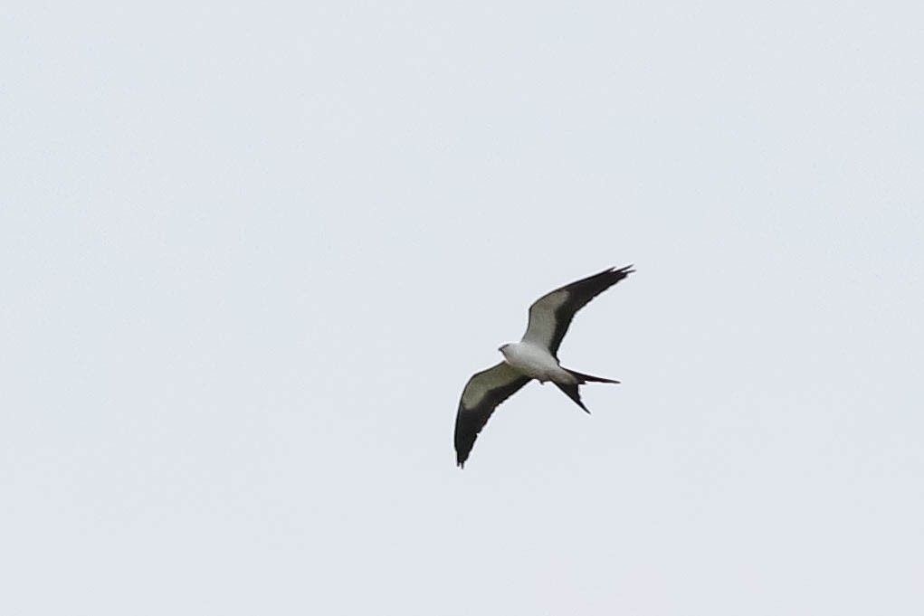 Swallow-tailed Kite - ML618046016