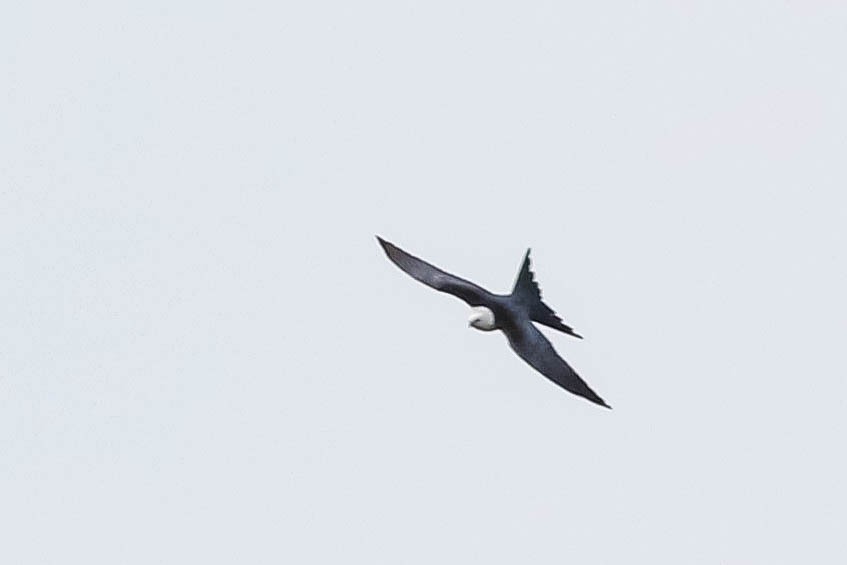 Swallow-tailed Kite - ML618046017