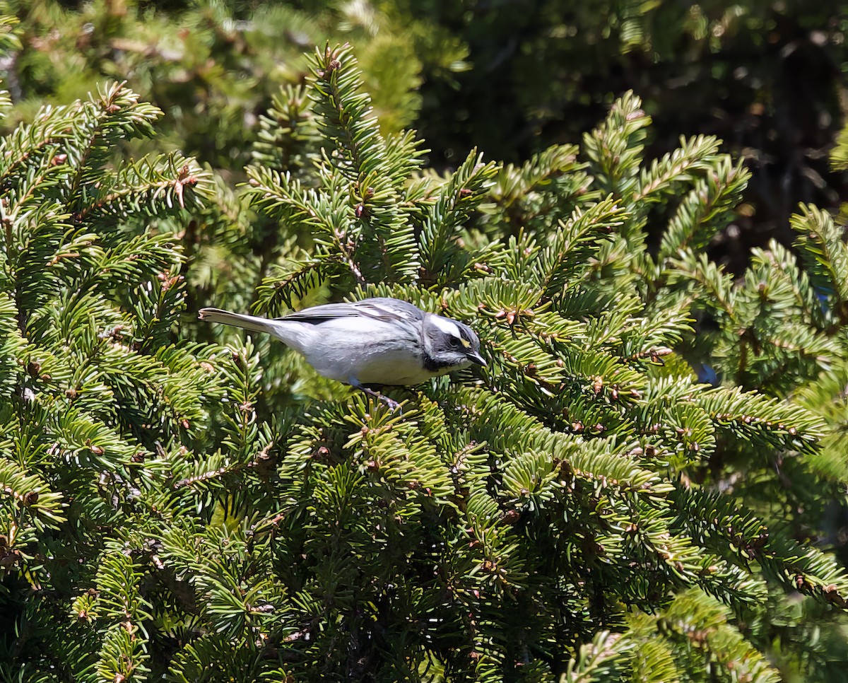 Black-throated Gray Warbler - Michel Proulx