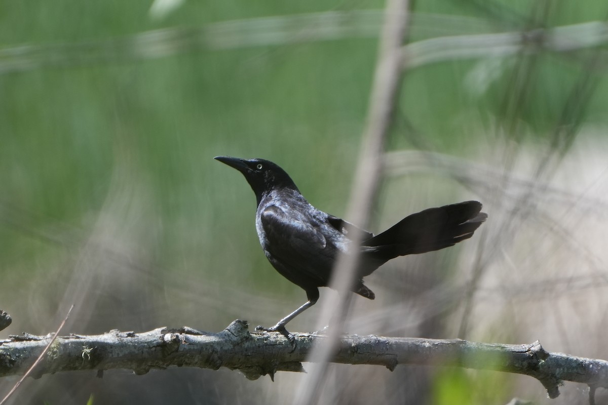 Great-tailed Grackle - ML618046047