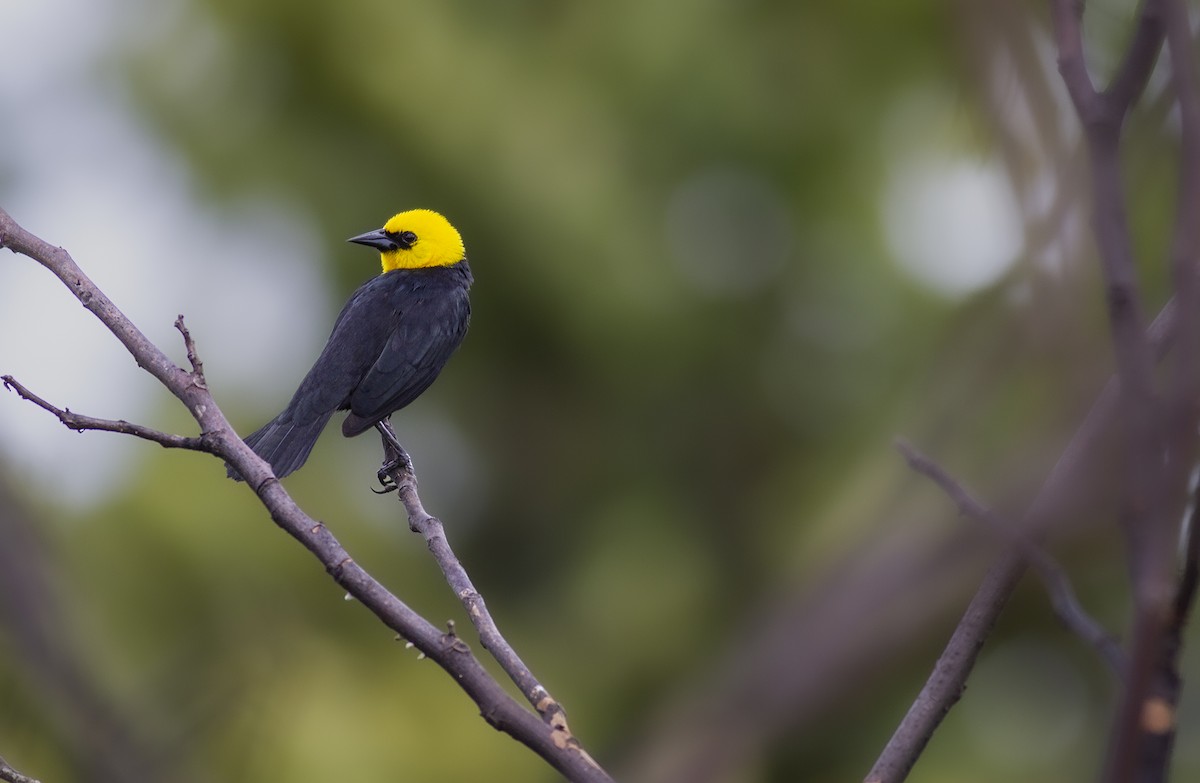 Yellow-hooded Blackbird - ML618046053