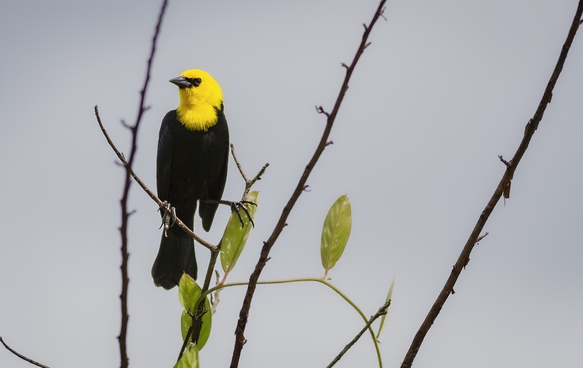 Yellow-hooded Blackbird - javier  mesa
