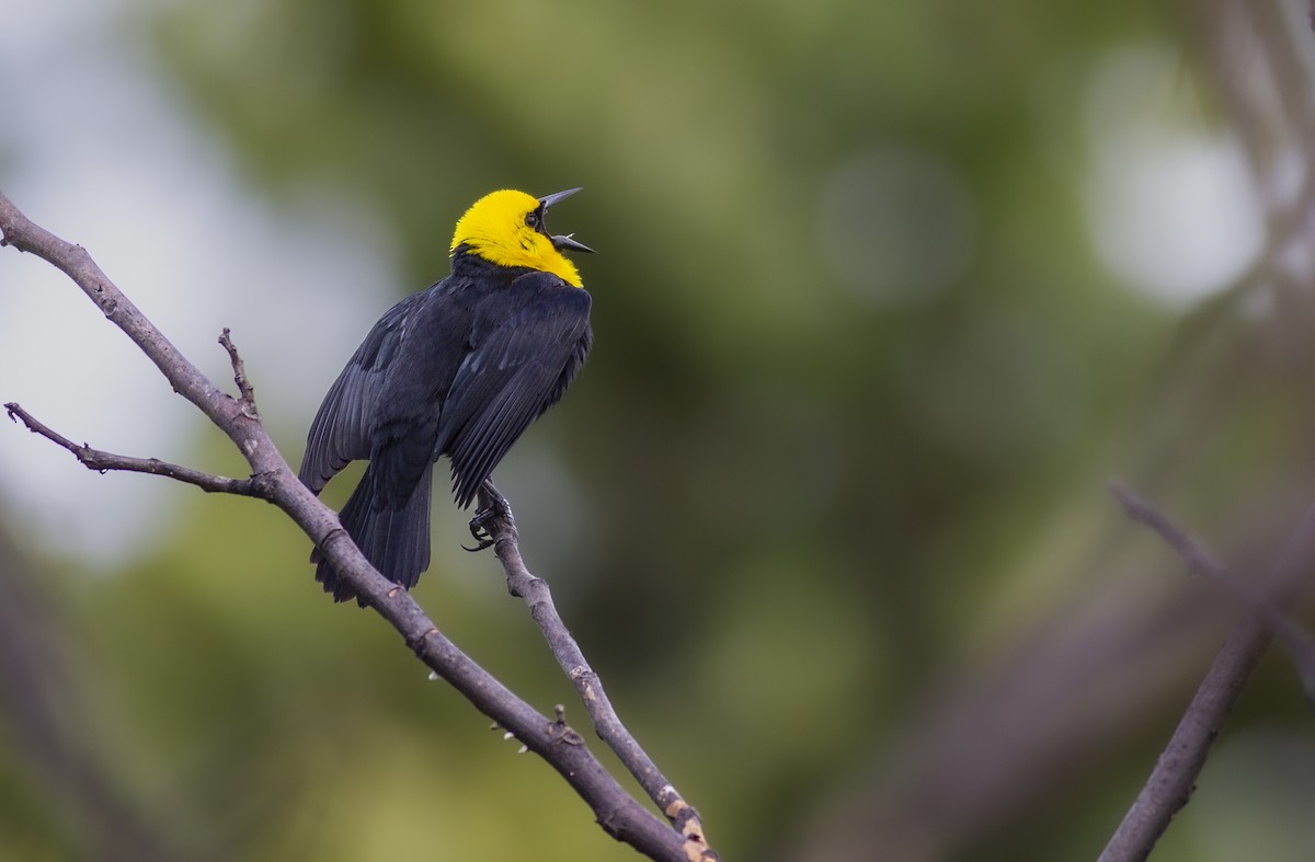 Yellow-hooded Blackbird - ML618046055