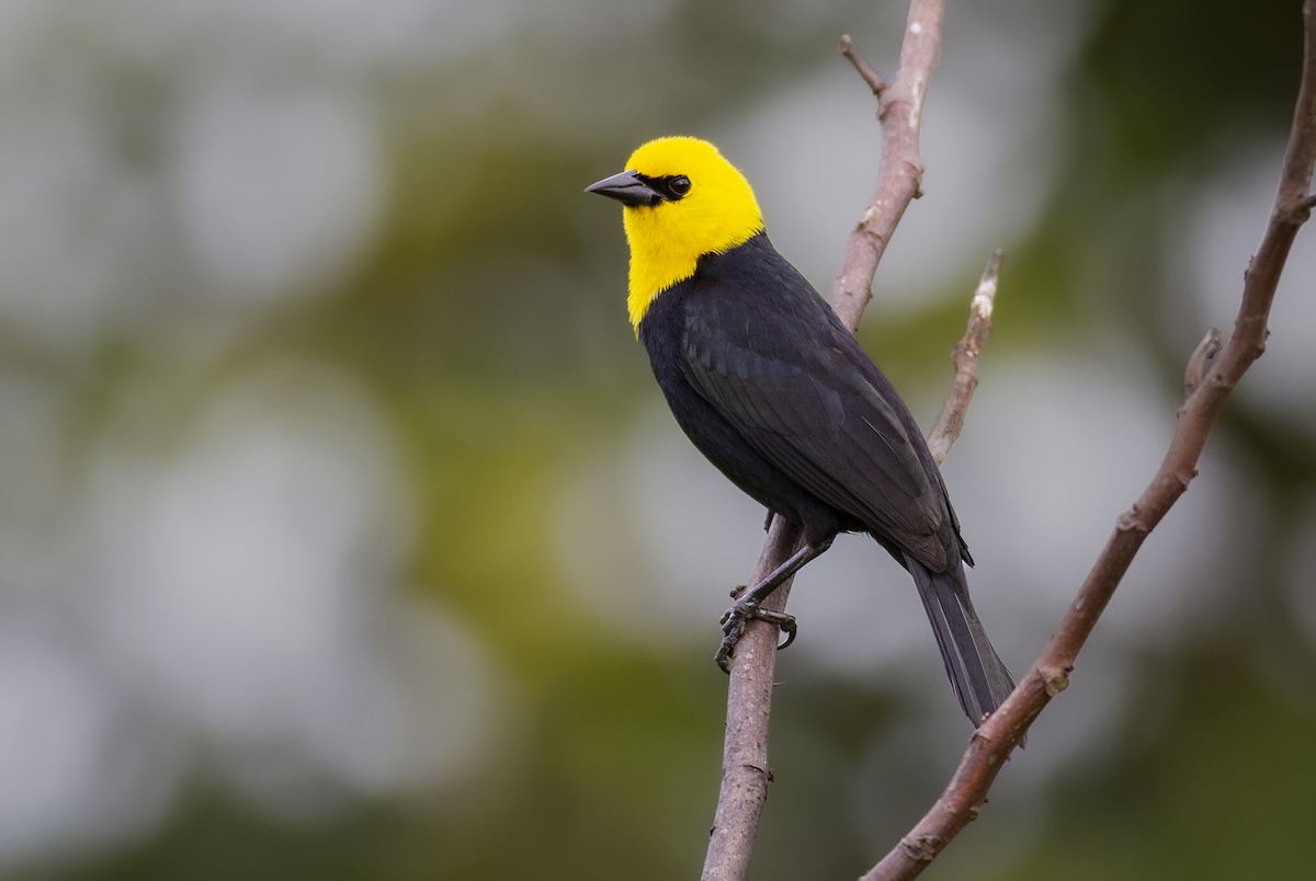 Yellow-hooded Blackbird - javier  mesa