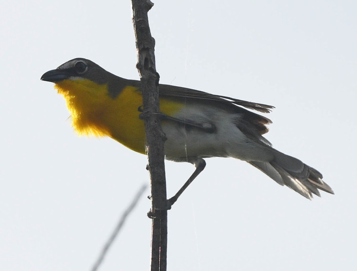 Yellow-breasted Chat - ML618046064