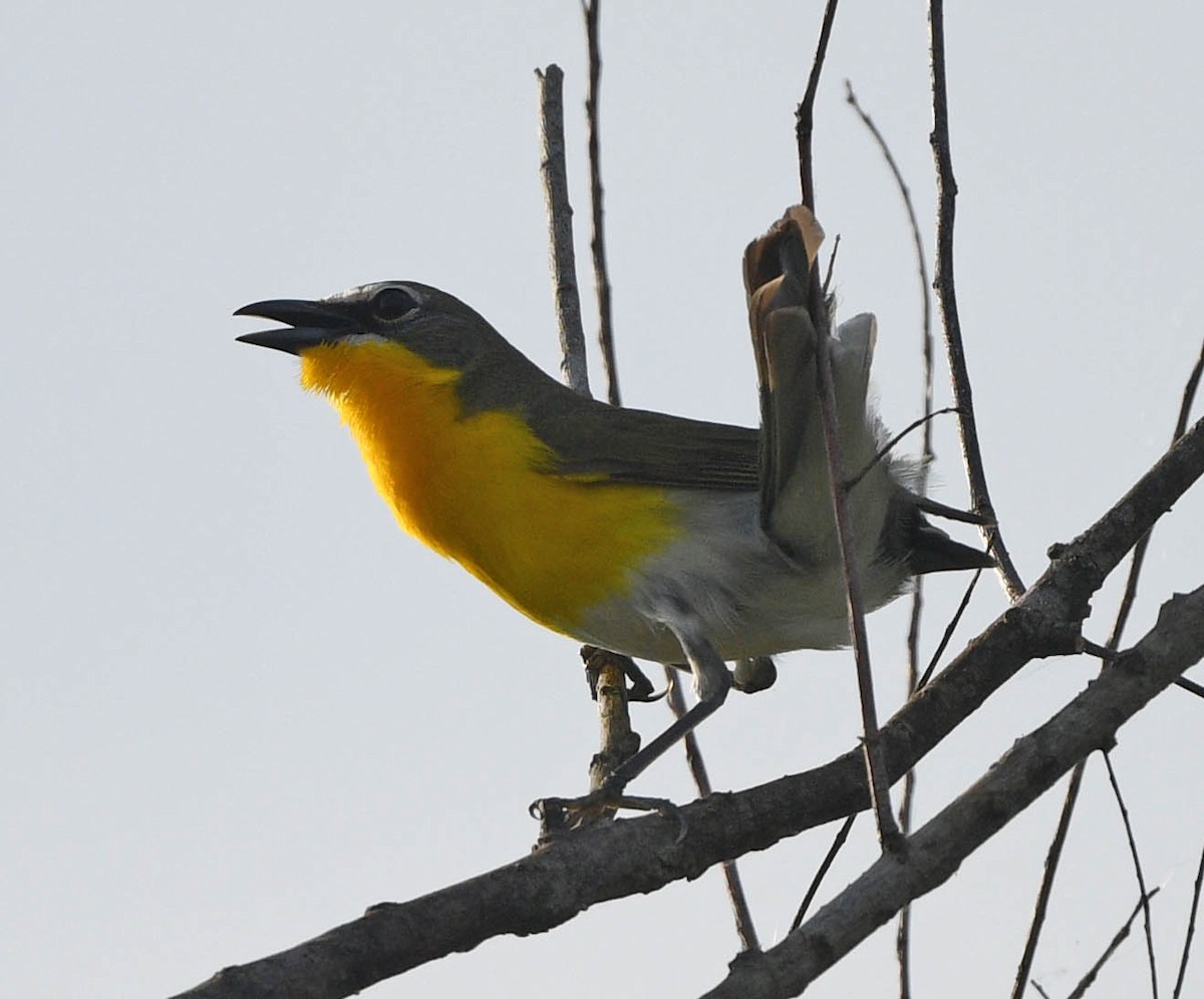 Yellow-breasted Chat - ML618046065