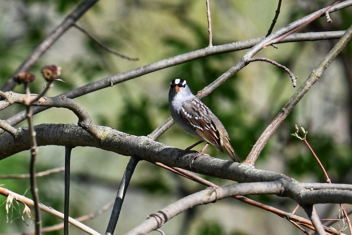 White-crowned Sparrow - Lisa Draper