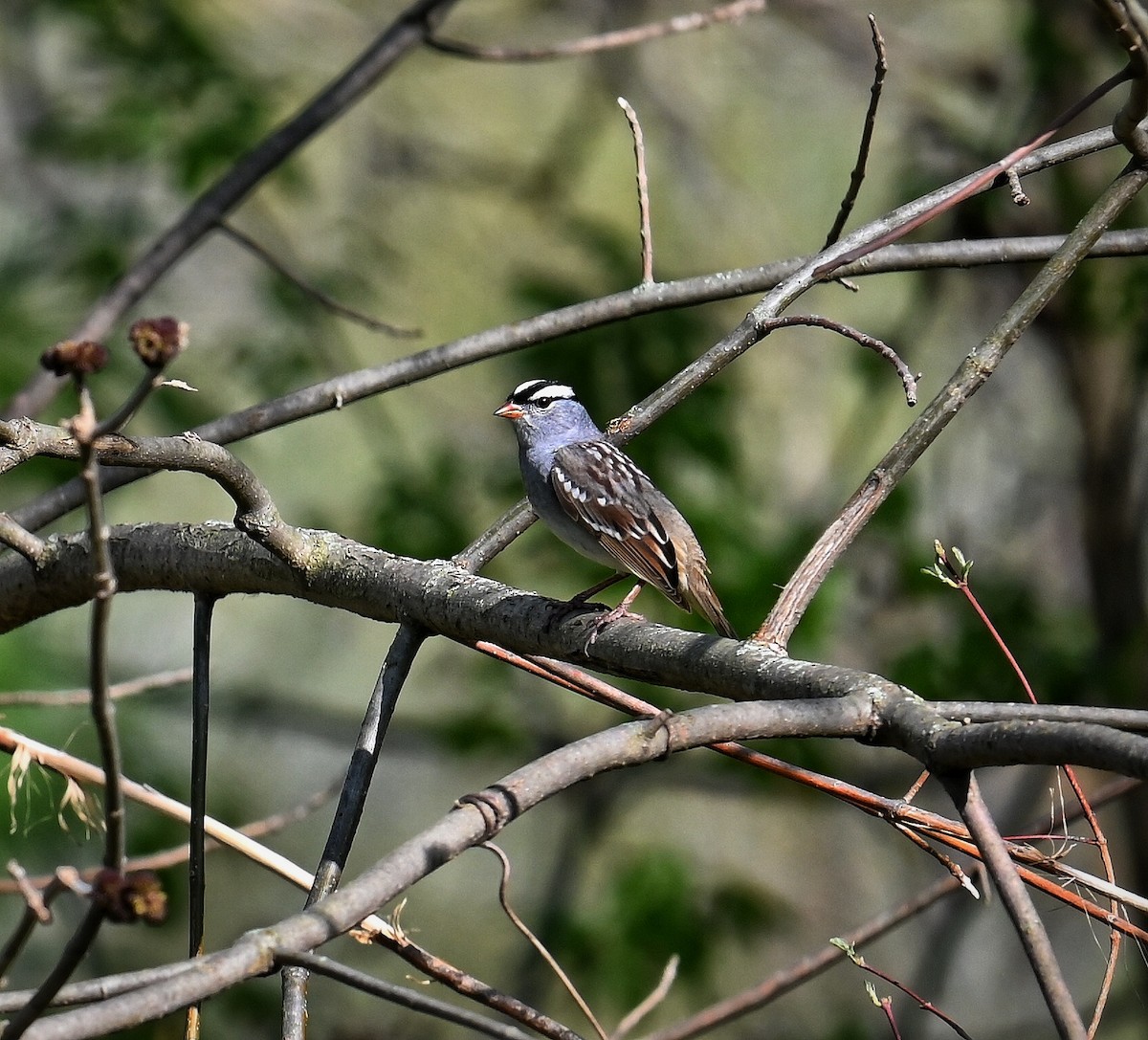 White-crowned Sparrow - ML618046107