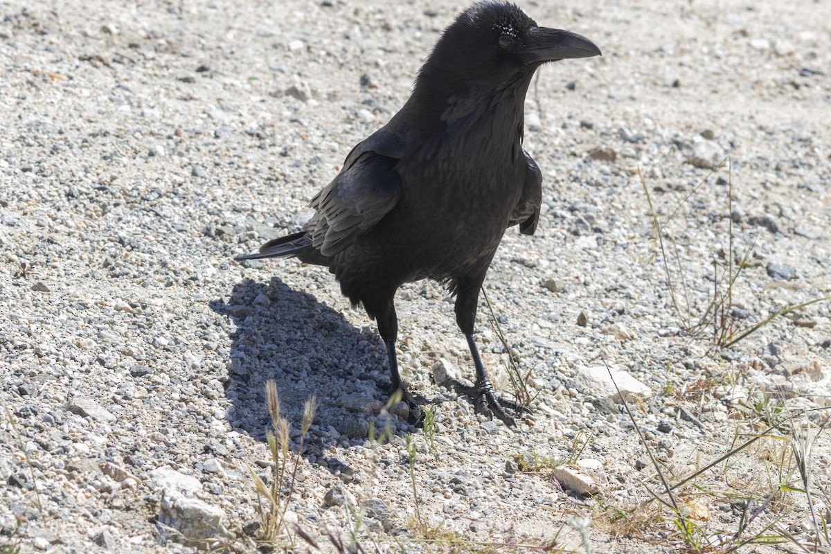 Common Raven - Amarilys Lebron