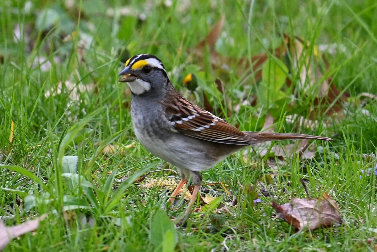 White-throated Sparrow - ML618046124