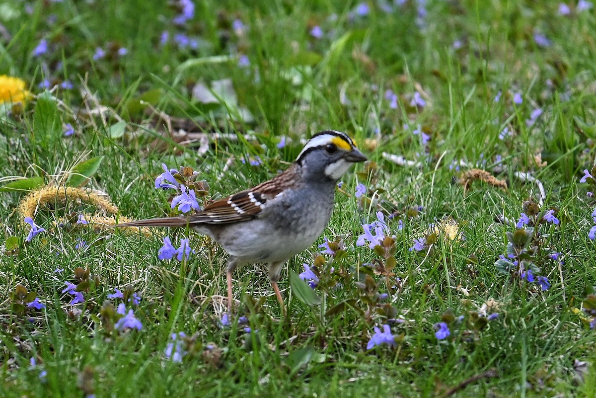 White-throated Sparrow - Lisa Draper