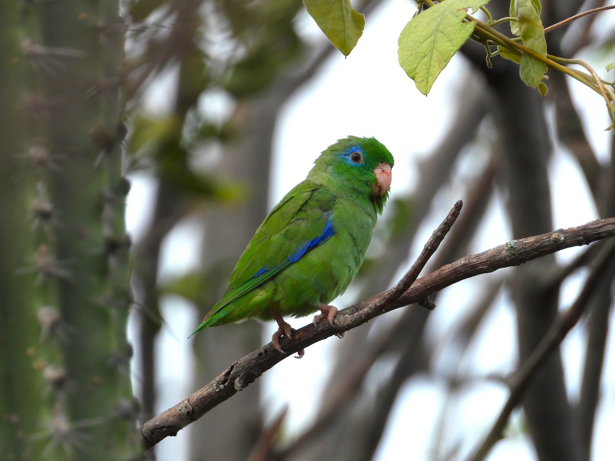 Spectacled Parrotlet - ML618046131