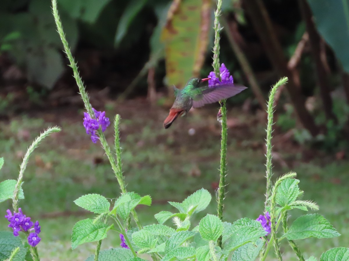 Rufous-tailed Hummingbird - Michelle Browning