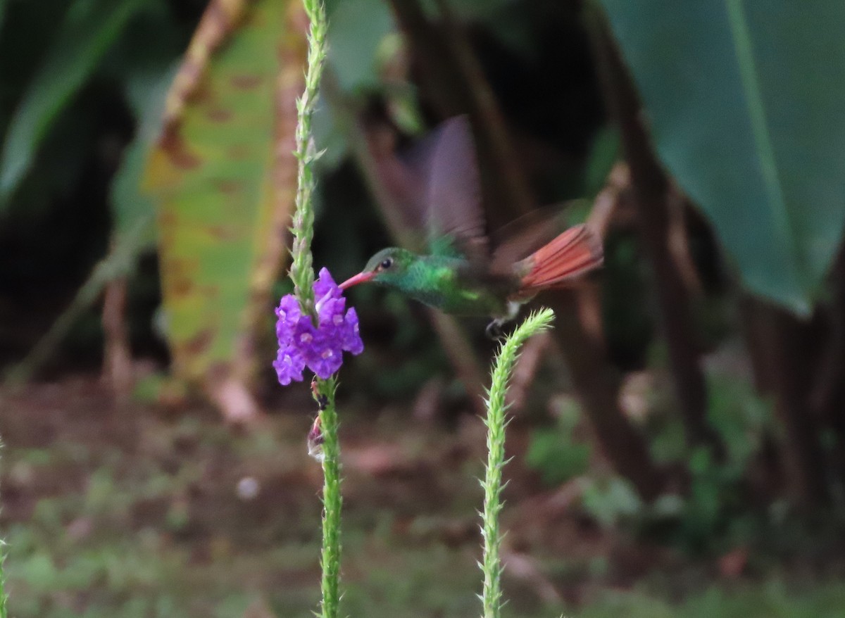 Rufous-tailed Hummingbird - ML618046159