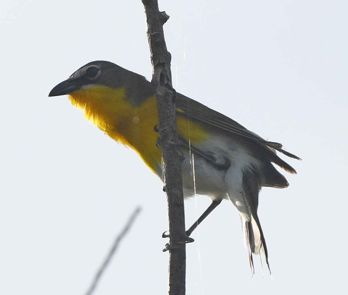 Yellow-breasted Chat - ML618046173