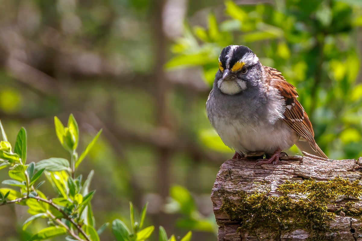 White-throated Sparrow - Matt Boley