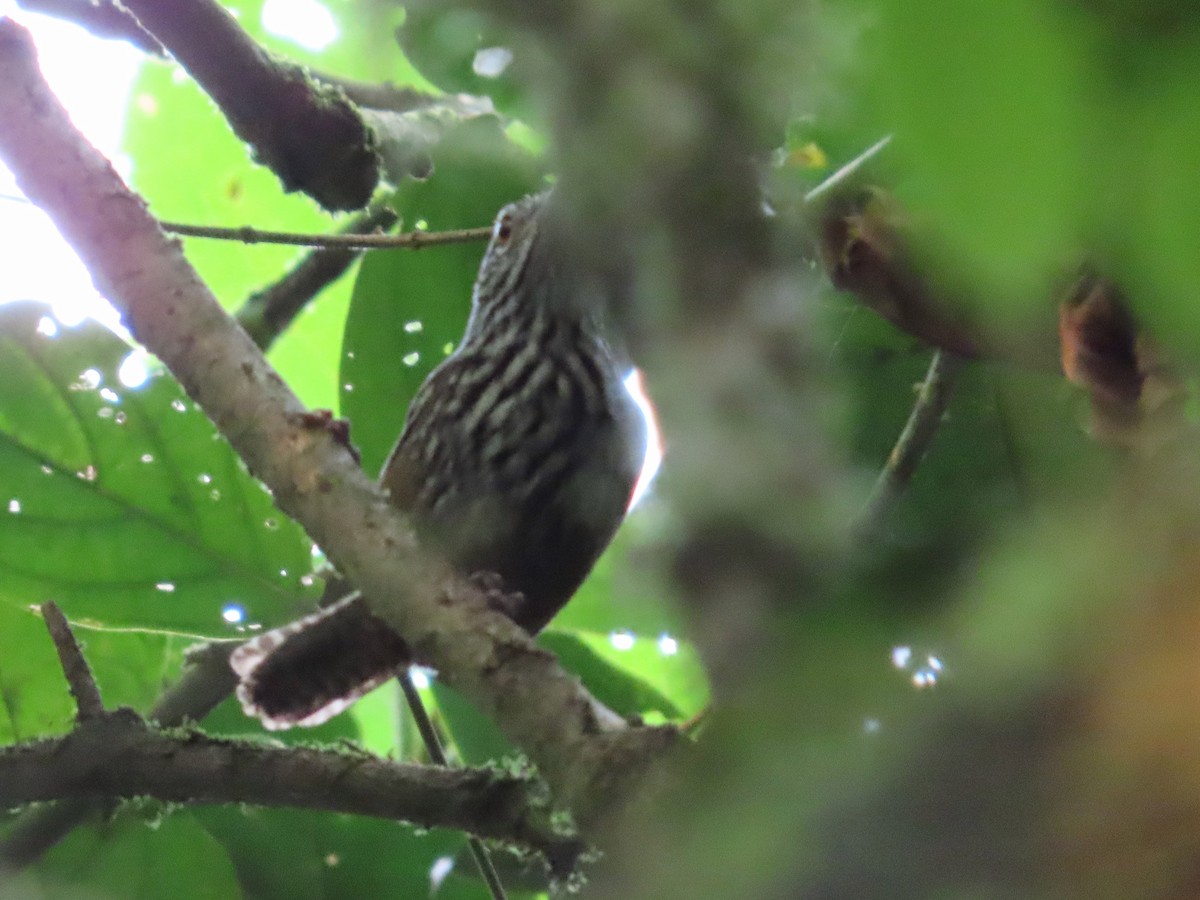 Stripe-breasted Wren - Michelle Browning