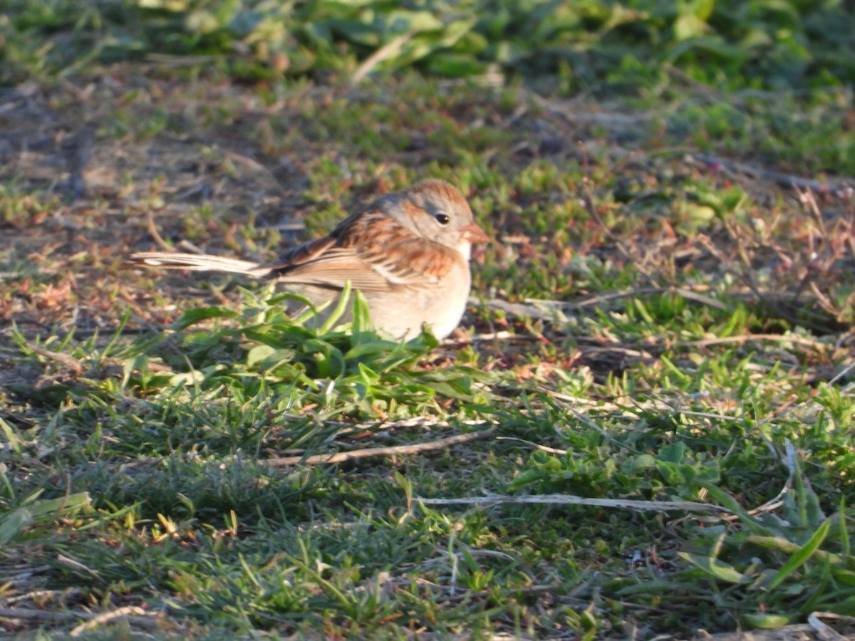 Field Sparrow - ML618046192